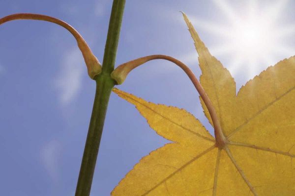 Washington, Seabeck Maple leaf in autumn color